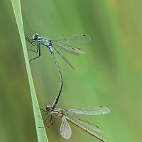 Emerald Damselflies mating 